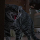 CAT'S EYE Paholaisen silmät (Blu-Ray) barrymore Stephen King - pikkukuva 5