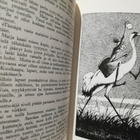 Anni Swan - Sadut - kuv. Wendelin & Koivu 6.p.1964 - pikkukuva 4