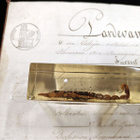 Natura Obscura – Entomologinen näyte no. 371 - pikkukuva 2