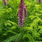 Pikkusulkapensas (Amorpha nana), siemeniä 30 kpl - pikkukuva 1