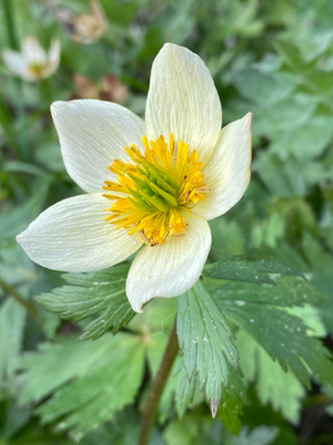Amerikankullero (Trollius laxus), siemeniä 50 kpl