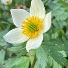 Amerikankullero (Trollius laxus), siemeniä 50 kpl - pikkukuva 1