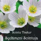 Sointu Thakar: Sydämeni sointuja - pikkukuva 1