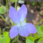 Metsäorvokki (Viola riviniana), siemeniä 50 kpl - pikkukuva 1