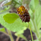 Musta-apila (Trifolium spadiceum), siemeniä 50 kpl - pikkukuva 2
