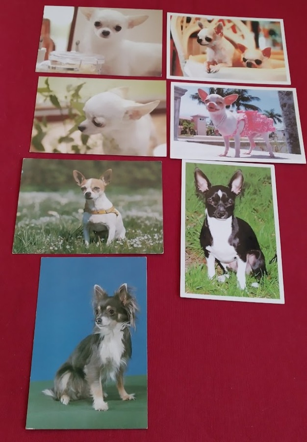 CHIHUAHUA POSTIKORTTIA 6+1 PITKÄKARVAINEN