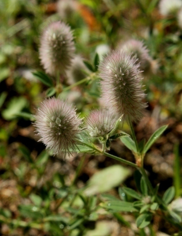 Jänönapila (Trifolium arvense), siemeniä 50 kpl