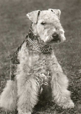 LAKELAND TERRIER POSTIKORTTI