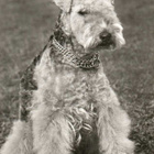 LAKELAND TERRIER POSTIKORTTI - pikkukuva 1