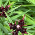 Metsäneilikka (Dianthus sylvestris), siemeniä 50 kpl - pikkukuva 3