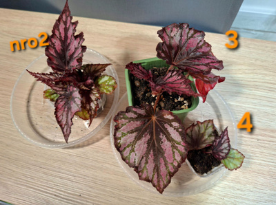Begonian taimia 4kpl