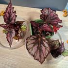 Begonian taimia 4kpl - pikkukuva 1