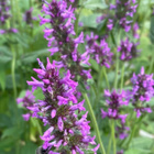 Rohtopähkämö (Stachys officinalis), siemeniä 100 kpl - pikkukuva 1