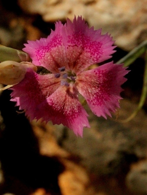 Dianthus elegans, siemeniä 50 kpl