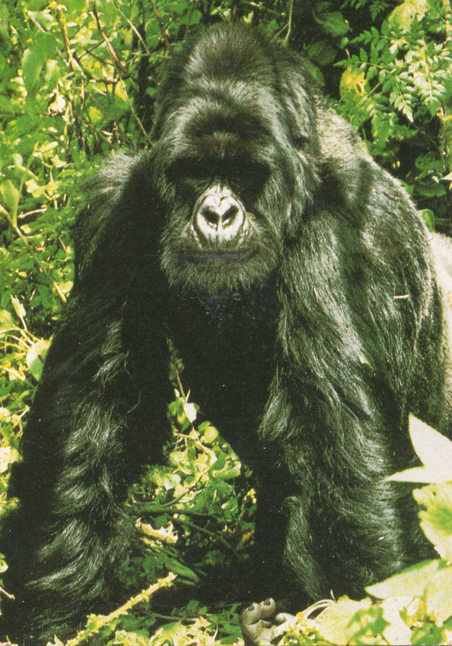 GORILLA  POSTIKORTTI
