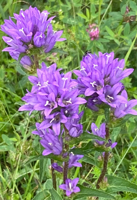 Peurankello (Campanula glomerata), siemeniä 100 kpl