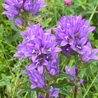 Peurankello (Campanula glomerata), siemeniä 100 kpl - pikkukuva 1