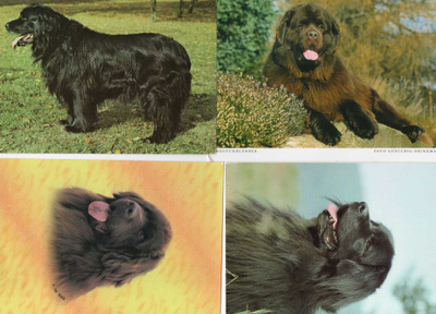 4 NEWFOUNDLANDINKOIRA POSTIKORTTIA