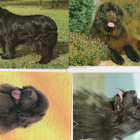 4 NEWFOUNDLANDINKOIRA POSTIKORTTIA - pikkukuva 1