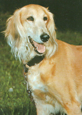 SALUKI VINTTIKOIRA POSTIKORTTI