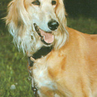 SALUKI VINTTIKOIRA POSTIKORTTI - pikkukuva 1