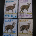 Etiopia 2000: antilooppi - pikkukuva 3