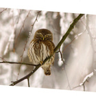 °°VARPUSPÖLLÖ°° -KORTTI /WWF (Paletti) - pikkukuva 1