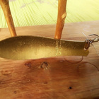 Kuusamo Professor Finland 7,5cm - pikkukuva 2