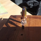 Rapala X-Rap 4cm ahvenelle - pikkukuva 3