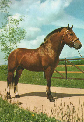 HEVONEN POSTIKORTTI