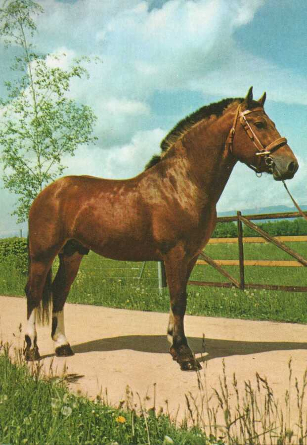 HEVONEN POSTIKORTTI