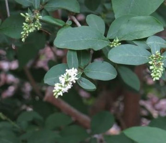 Neidonlikusteri (Ligustrum tschonoskii), siemeniä 30 kpl