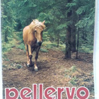 Pellervo No 12 elokuu 1977 - pikkukuva 1