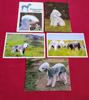 5 BEDLINGTON TERRIER  POSTIKORTTIA