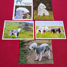 5 BEDLINGTON TERRIER  POSTIKORTTIA - pikkukuva 1
