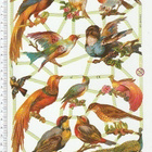 ~ EF 7246, eksoottisia lintuja-arkki ~ - pikkukuva 1