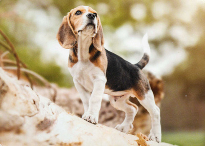BEAGLE  POSTIKORTTI
