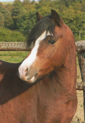 HEVONEN POSTIKORTTI  -  WELSHPONY