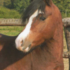 HEVONEN POSTIKORTTI  -  WELSHPONY - pikkukuva 1