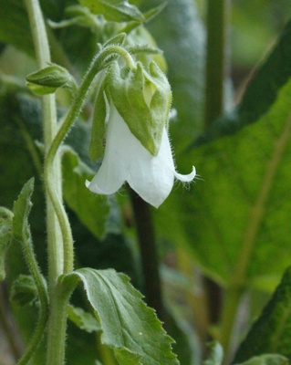Balkaninkellokki (Campanula hofmannii), siemeniä 100 kpl