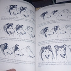 Mia Ejerstad : The Collie Standard  ( SIS POSTIKULU ) - pikkukuva 4