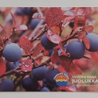 JUOLUKKA, vuoden 2010 marja"-KULKEMATON POSTIKORTTI - pikkukuva 1