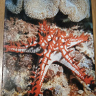 Jacques Cousteau's Calypso - pikkukuva 2