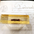 Natura Obscura – Entomologinen näyte no. 360 - pikkukuva 2
