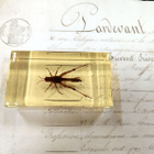 Natura Obscura – Entomologinen näyte no. 360 - pikkukuva 1