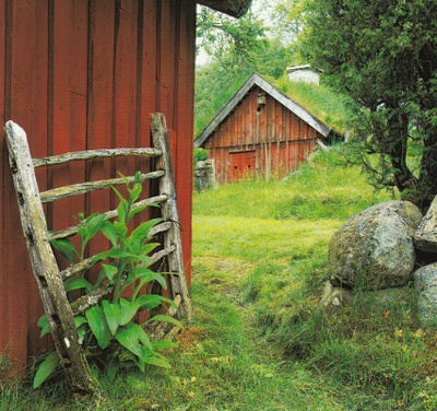 Talo metsän reunassa (neliökortti)