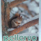 Pellervo No 4 maaliskuu 1983 - pikkukuva 1