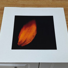Peter Gabriel Shaking the tree LP - pikkukuva 3