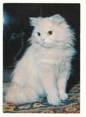 KISSA-kortti