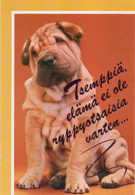 SHAR - PEI POSTIKORTTI